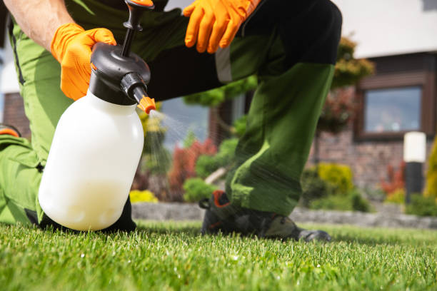 Best Local Pest Control Services  in Des Allemands, LA