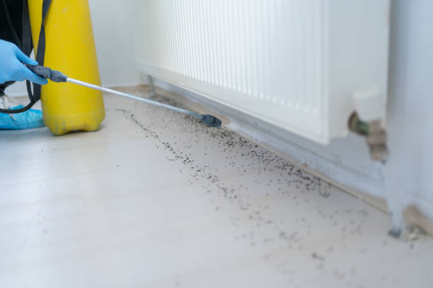 Best Pest Prevention Services  in Des Allemands, LA